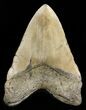 Megalodon Tooth - North Carolina #47423-2